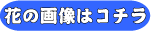花の画像はこちら