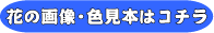 色見本はこちら